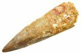 Fossil Spinosaurus Tooth - Real Dinosaur Tooth #364232-1